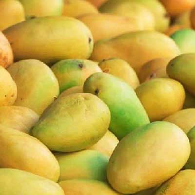 "Mangoes - Kesari - 5kgs - Click here to View more details about this Product